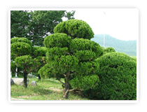 나무 : 향나무